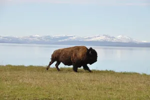 Buffalo On Steppe Wallpaper