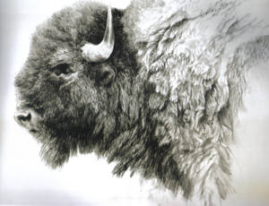 Buffalo Sketch Drawing Wallpaper