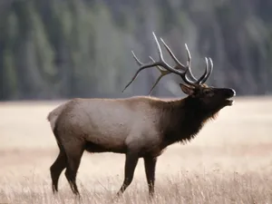 Bugling Elk Wallpaper