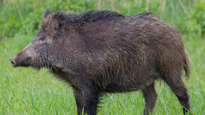 Bulky Build Wild Boar Wallpaper