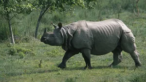 Bulky Rhinoceros Wallpaper