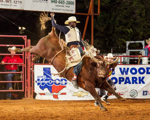 Bull Riding Rodeo Wallpaper