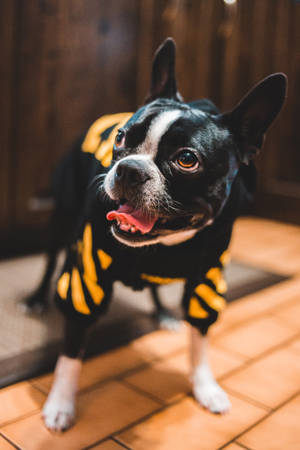 Bulldog In Yellow Striped Shirt Wallpaper