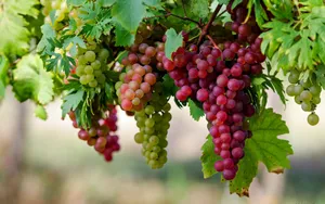Bunch Of Flame Seedless Red Grapes Wallpaper