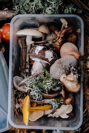 Bunch Of Mushrooms On Tray Wallpaper