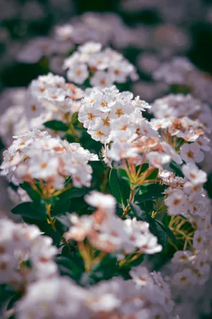 Bunch Of Tiny Flower Android Wallpaper