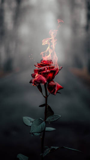 Burning Rose 4k Ultra Iphone Wallpaper