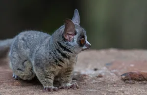 Bush_ Baby_in_ Natural_ Habitat.jpg Wallpaper