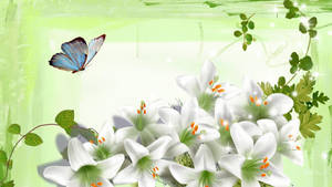 Butterfly And White Lily Flowers Wallpaper