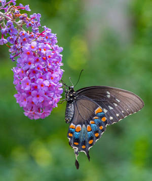 Butterfly In A Wisteria Flower Iphone Wallpaper