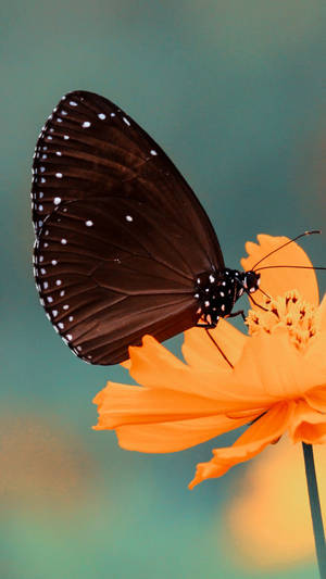 Butterfly Iphone Screen Display Macro Shot Wallpaper