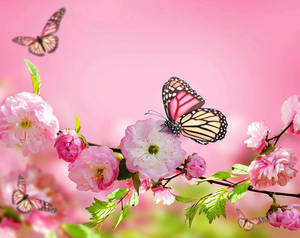 Butterfly On Flower Cherry Blossom Wallpaper