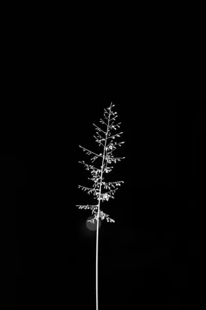 Bw Fir Leaf Iphone Dark Wallpaper