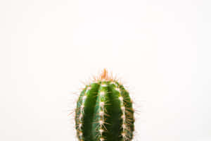 Cactus Closeup Minimalist Plant Desktop Wallpaper