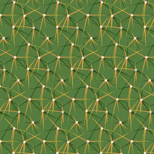 Cactus Covered In Spines And Ribs Wallpaper