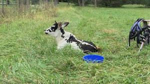 Calf Nelore Zebu Cattle Wallpaper