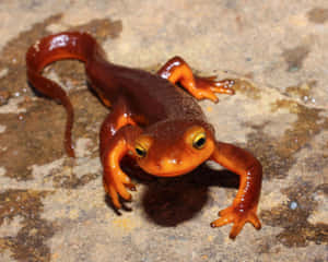 California Newt On Rocky Surface.jpg Wallpaper