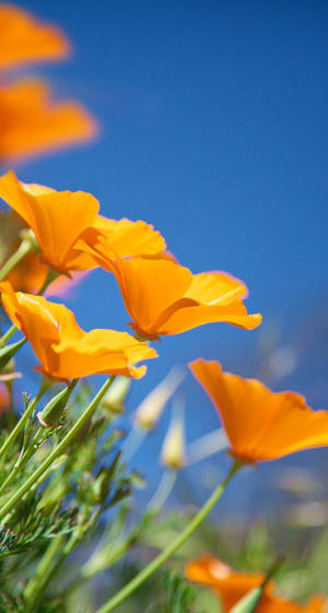California Poppy Original Iphone 7 Wallpaper