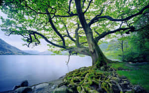 Calm Moss Lake With Slanted Tree Wallpaper