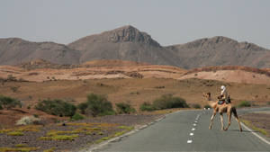 Camel On Eritrea Road Wallpaper