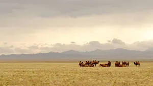 Camels Of The Mongolias Wallpaper