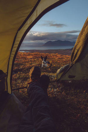 Camping With Dog Amazing Iphone Wallpaper