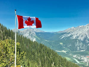 Canadian Flag Tall Trees Forest Wallpaper