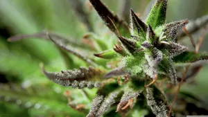 Cannabis Closeup View Wallpaper