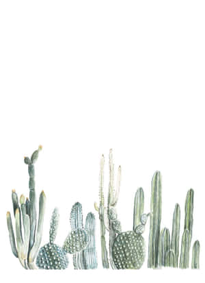 Caption: Captivating Beauty Of Aesthetic Cactus Wallpaper