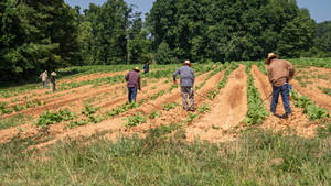 Caption: Dedicated Farmers Nourishing The Fields Wallpaper