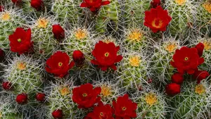 Caption: Exquisite Kingcup Cactus Flower Wallpaper