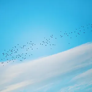 Caption: Freedom Embodied - Birds In Flight Wallpaper