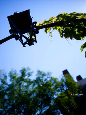 Caption: Historical Lamp Post At Harvard University Wallpaper