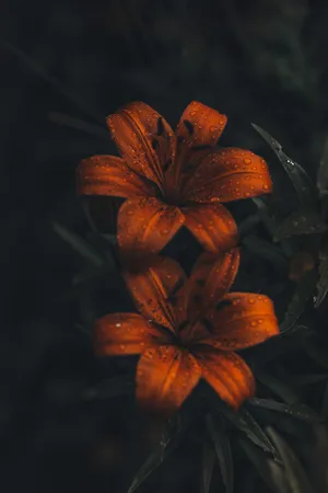 Caption: Intricate Beauty Of Tiger Lily Flowers In 4k On Iphone 11 Pro Wallpaper