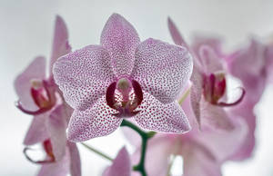 Caption: Magnificent White Orchid With Violet Spots Wallpaper