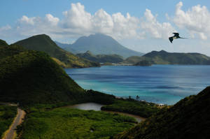 Caption: Majestic Bird Soaring Over St. Kitts And Nevis Wallpaper