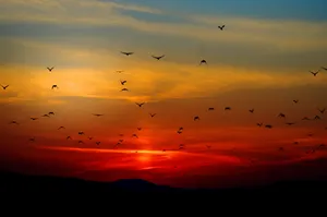 Caption: Majestic Birds Soaring In A Red-hued Sky Wallpaper