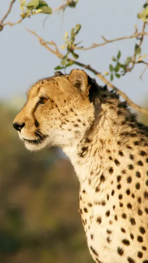 Caption: Majestic Cheetah In A Sprint On Iphone Wallpaper Wallpaper