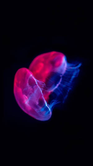 Caption: Majestic Magenta Jellyfish In Oled Display Wallpaper