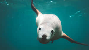 Caption: Majestic Sea Lion Basking In Sun On A Rocky Shoreline. Wallpaper