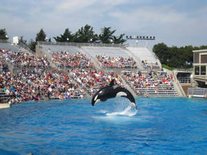 Caption: Majestic Whale In Deep Blue Sea Wallpaper