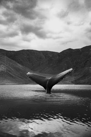 Caption: Majestic Whale Swimming In Deep Blue Ocean Wallpaper