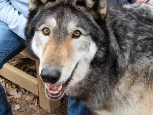 Caption: Majestic Wolfdog Stands Tall In The Wilderness Wallpaper