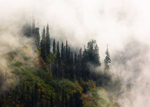 Caption: Mystical Forest In Forks, Washington. Wallpaper