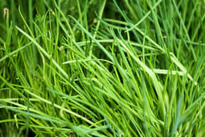 Caption: Robust Growth Of Fresh Green Chives Wallpaper