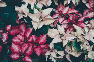 Caption: Striking White And Red Poinsettia In Full Bloom Wallpaper