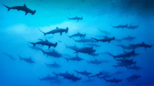 Caption: The Majestic Black Shark In Deep Sea Exploration Wallpaper