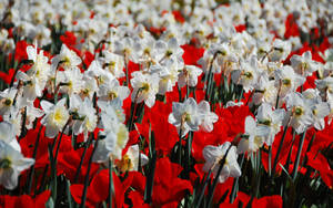 Caption: Vibrant Daffodils Blooming Beside Red Flowers Wallpaper