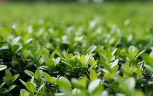 Caption: Vibrant Green Plant Against Blurred Background Wallpaper