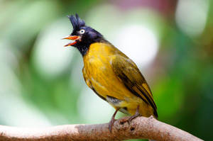 Caption: Vibrant Yellow Bird With Black Crest Wallpaper